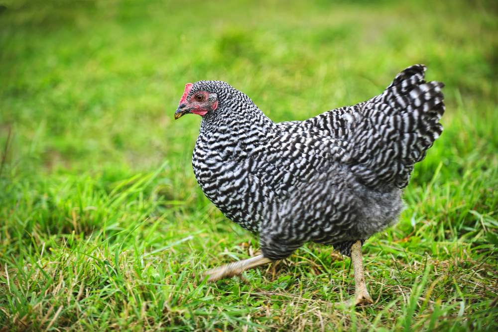 smallerimageDepositphotos_27798975_S