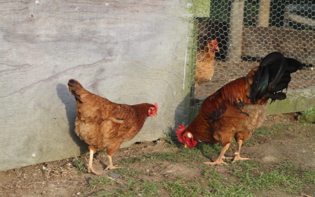 The chicken coop.