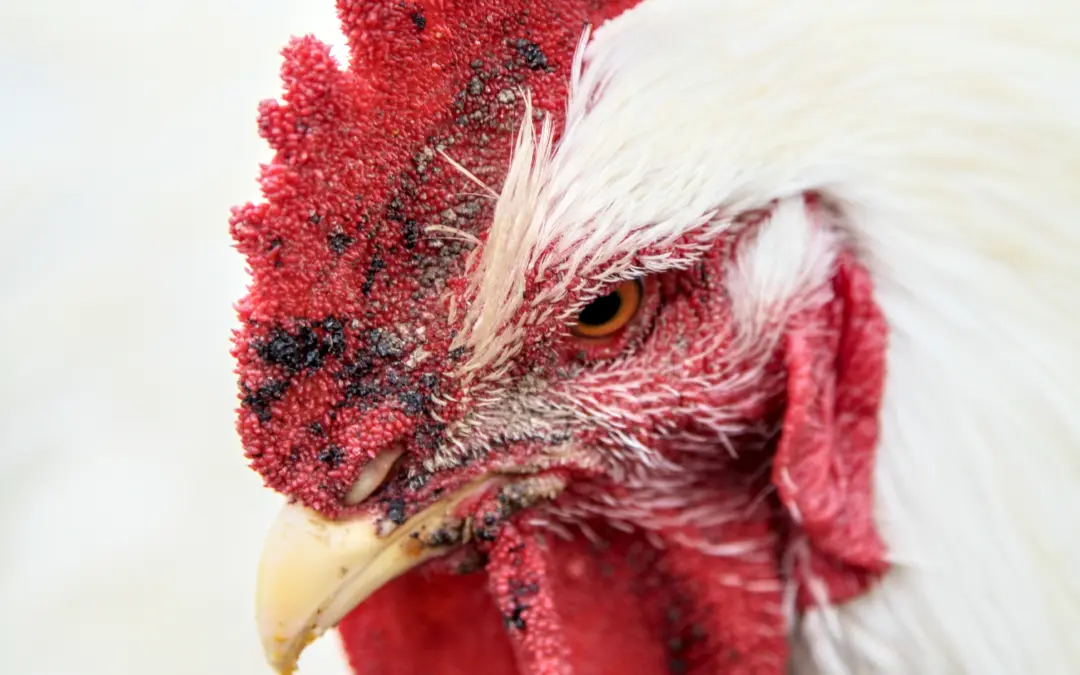 Meat Chicken Project Part-1